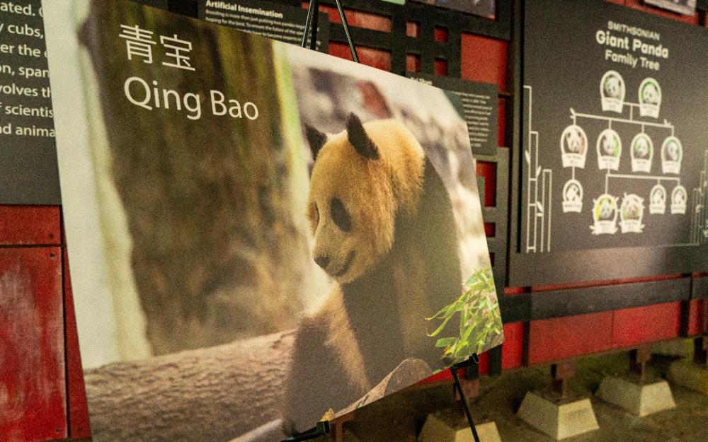 貓熊外交新時代 大貓熊將重返美動物園