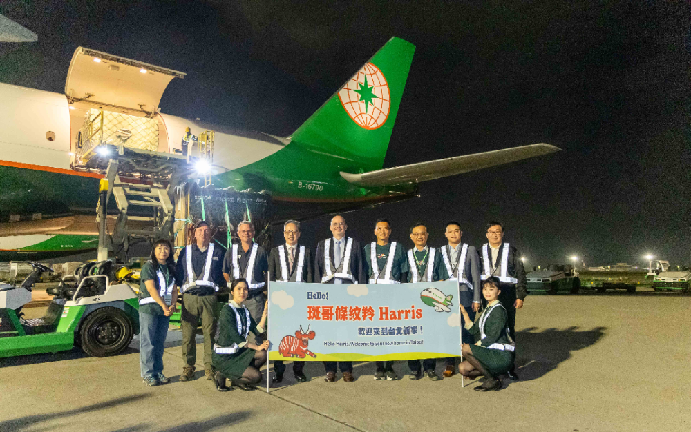長榮航空運送斑哥條紋羚 遠渡重洋來台結親 期能拯救域外極度瀕危物種 完成傳宗接代使命