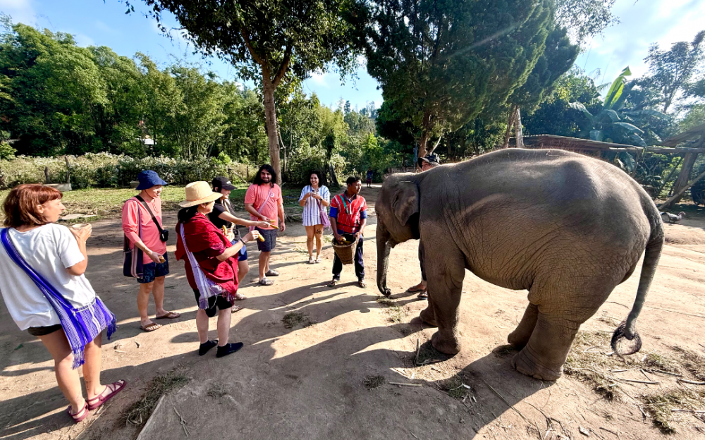泰国清迈秘境:探访山林深处Karen Native Elephants,邂逅人与自然的生命纽带