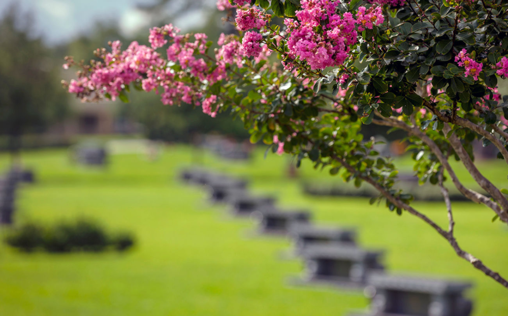 Memorial Oaks清明VIP开放日与生前契约讲座，享受全年最大折扣