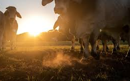 德州農產品推向世界