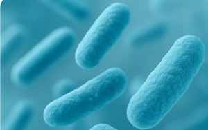 乳酸桿菌：讓你的腸道充滿活力，  除了讓排便順暢，還能影響免疫、情緒與代謝