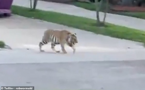 休斯頓Memorial 一帶老虎出沒！