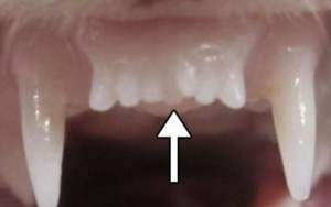 大天使植牙專科 周啓誠醫生專欄 44 – 牙科的研究與開發和最新進展！