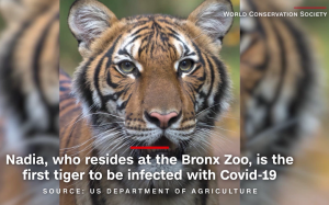 冠狀病毒太凶猛   可人傳動物   老虎成首位受害者