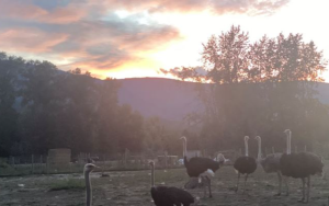 400隻鴕鳥生死命運　成美加熱門政治話題