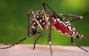 休士頓未來5到7天恐蚊蟲肆虐