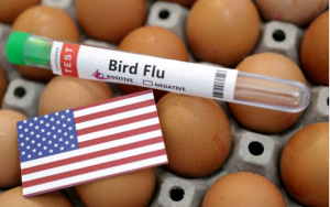 禽流感疫情严峻 美国蛋价飆新高