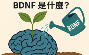 聽過「大腦的神奇養料」？如何自然提升?  BDNF 的驚人潛力